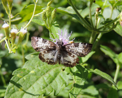 White-patched Skipper