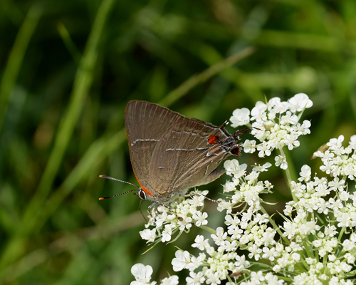 The first butterfly: a White M Hairstreak!