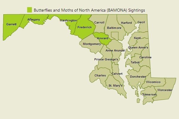 Appalachian Azure Sightings