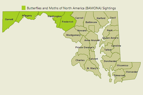 Appalachian Tiger Swallowtail Sightings