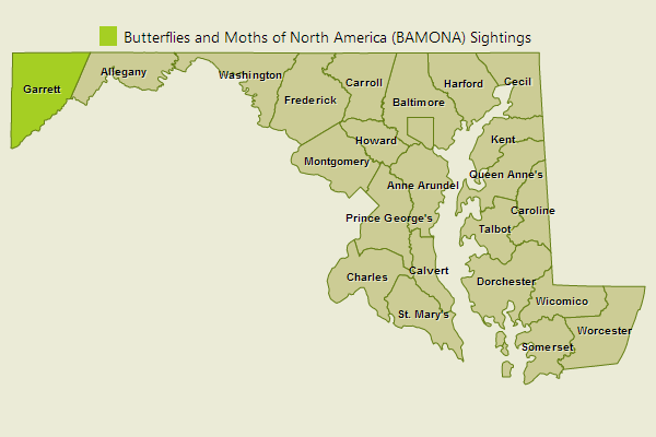 Diana Fritillary Sightings