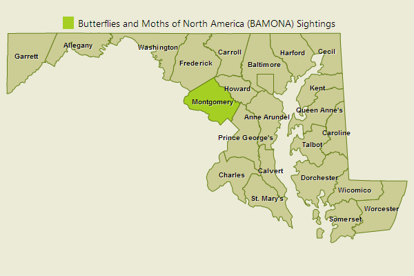 Barred Yellow Sightings