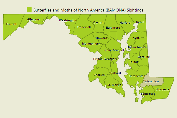 Black Swallowtail Sightings
