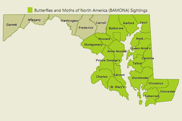 Broad-winged Skipper Sightings