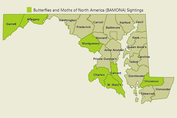 Carolina Satyr Sightings