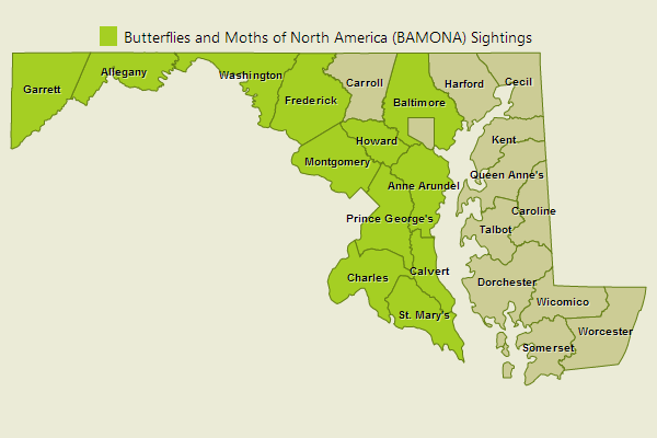 Common Roadside Skipper Sightings