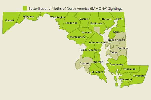 Coral Hairstreak Sightings