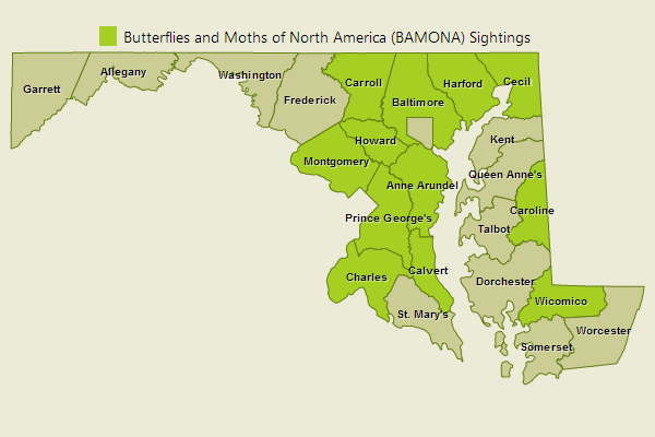 Dusted Skipper Sightings