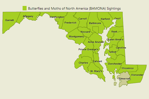 Eastern Comma Sightings