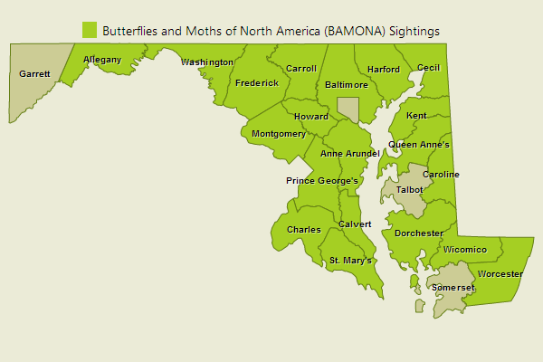 Eastern Pine Elfin Sightings
