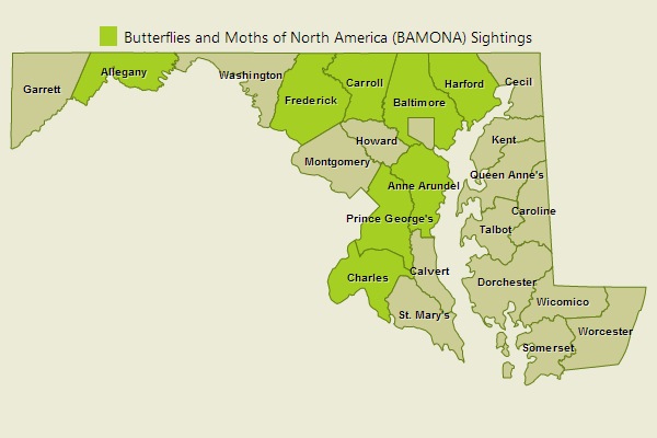 Pipevine Swallowtail Sightings