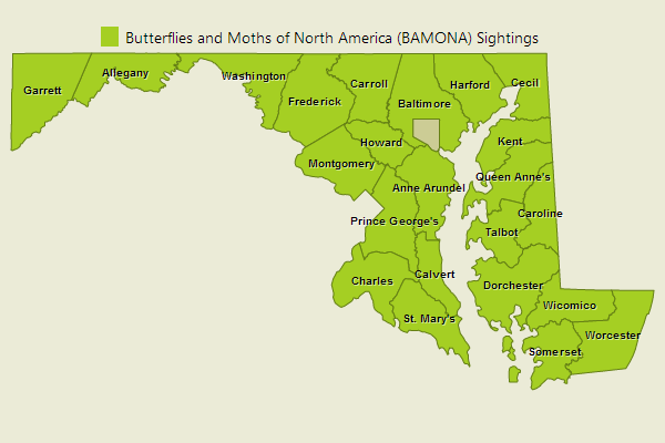 Falcate Orangetip Sightings