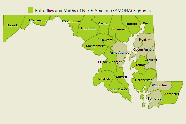 Giant Swallowtail Sightings