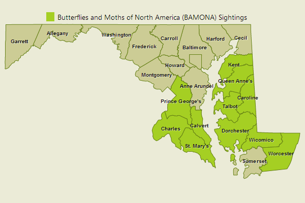 Great Purple Hairstreak Sightings