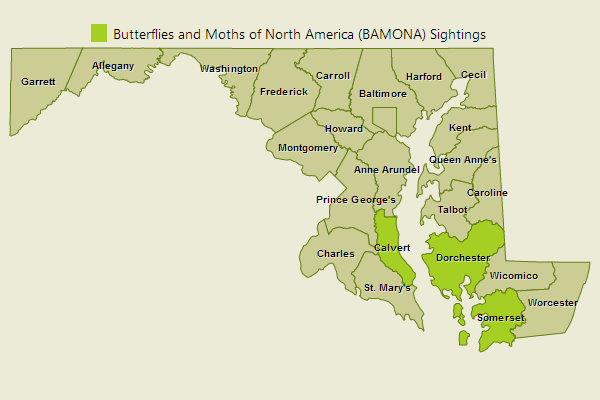 Great Southern White Sightings