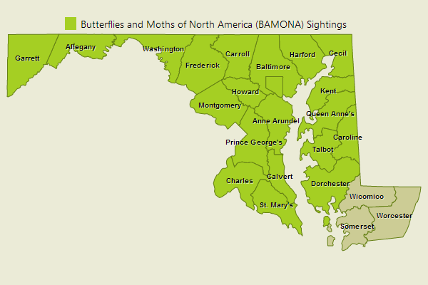 Great Spangled Fritillary Sightings