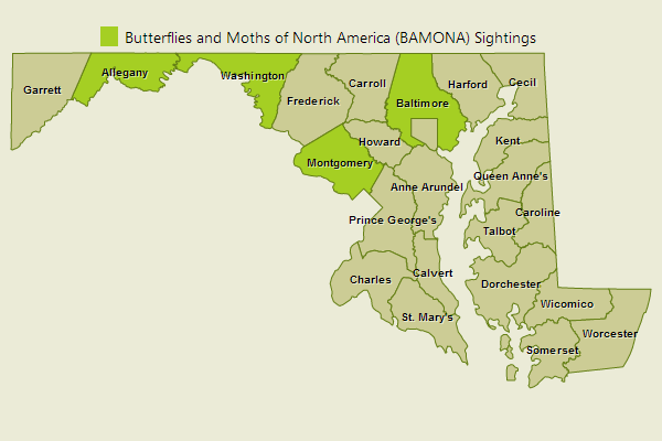 Appalachian Grizzled Skipper Sightings
