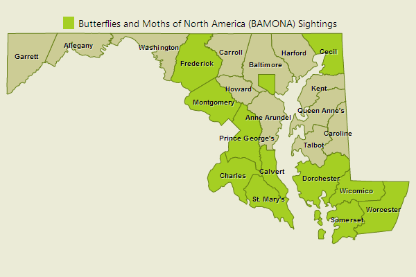 Gulf Fritillary Sightings