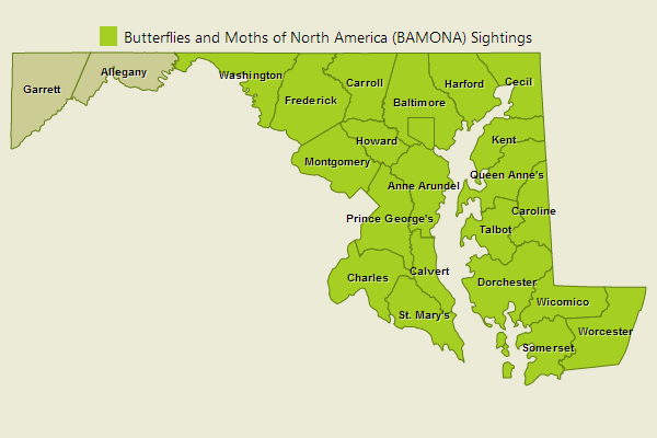 Hayhurst's Scallopwing Sightings