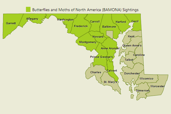 Hobomok Skipper Sightings
