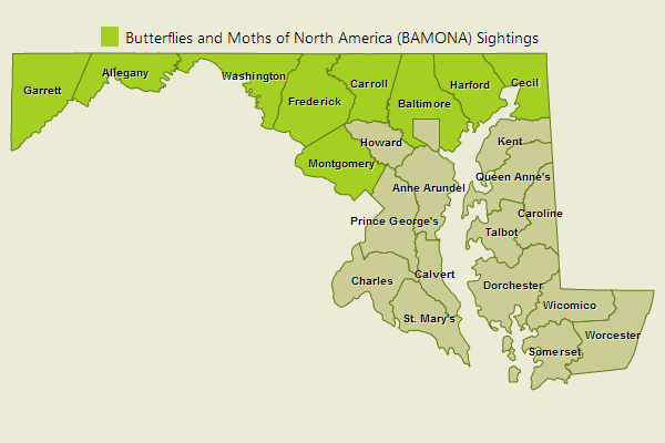 Indian Skipper Sightings
