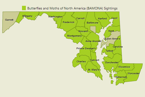 Juniper Hairstreak Sightings