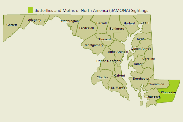 King's Hairstreak Sightings