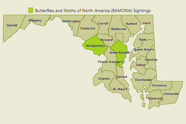 Large Orange Sulphur Sightings