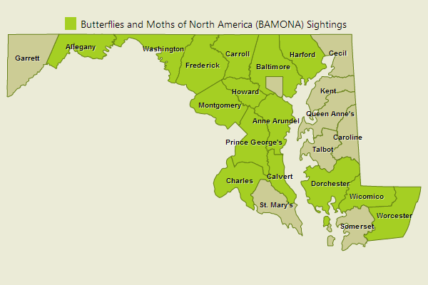 Northern Cloudywing Sightings