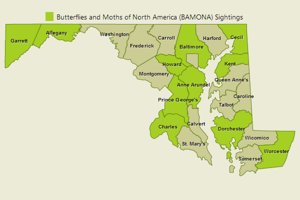 Northern Oak Hairstreak Sightings