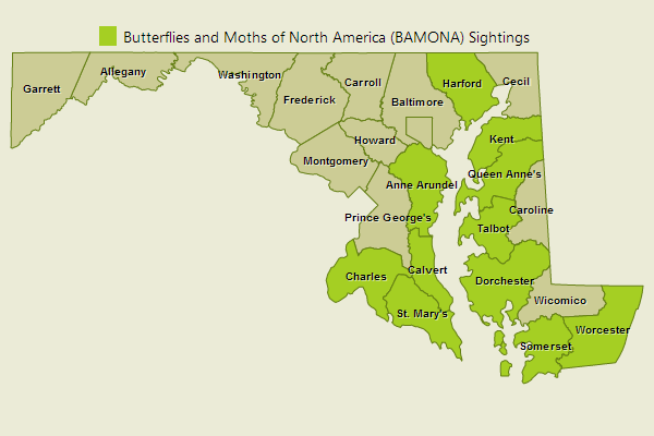 Salt Marsh Skipper Sightings