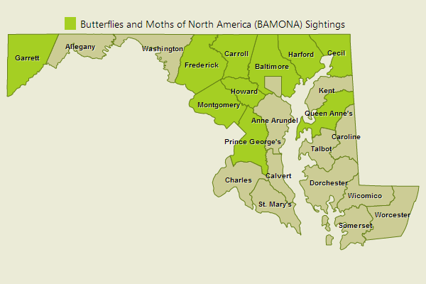 Silver-bordered Fritillary Sightings