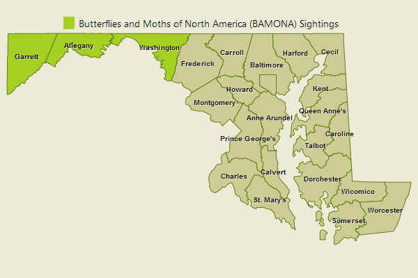 Early Hairstreak Sightings