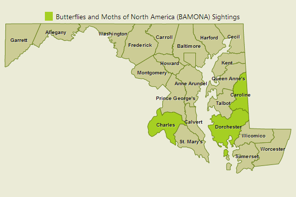 Southern Dogface Sightings