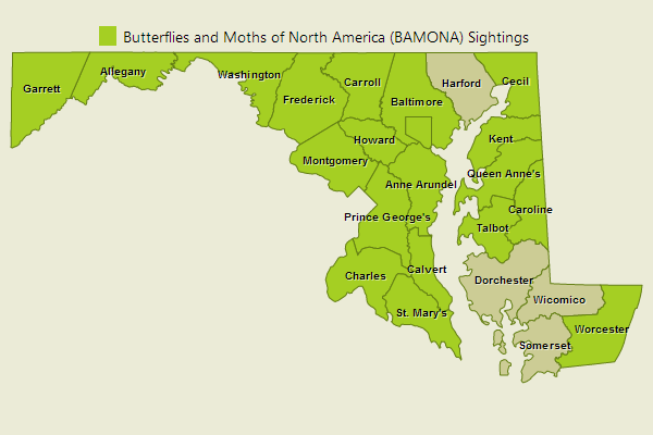 Tawny Emperor Sightings