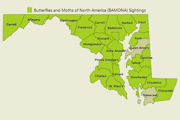 White M Hairstreak Sightings