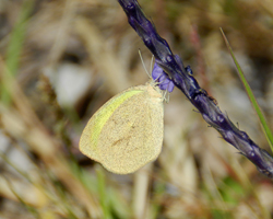 Barred Yellow