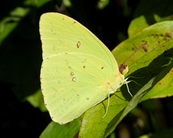 Cloudless Sulphur