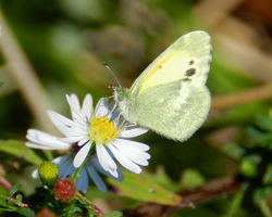 Dainty Sulphur