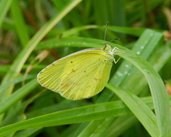 Little Yellow