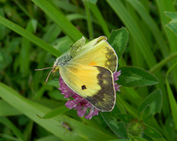 Orange Sulphur