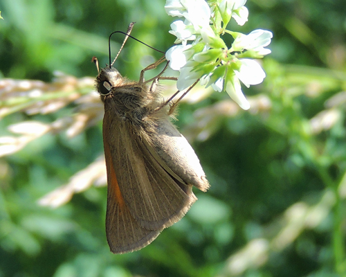 Aaron's Skipper