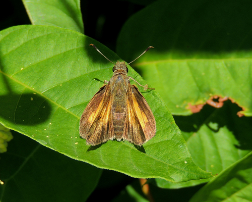 Aaron's Skipper