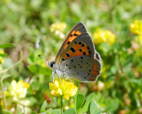 American Copper