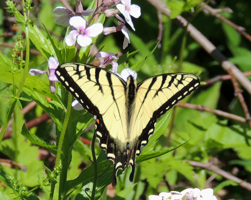 Appalachian Tiger Swallowtail