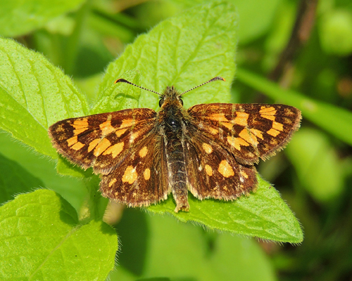 Arctic Skipper
