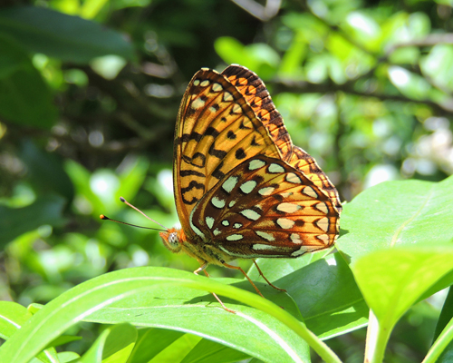 Atlantis Fritillary