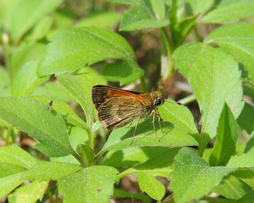 Baracoa Skipper