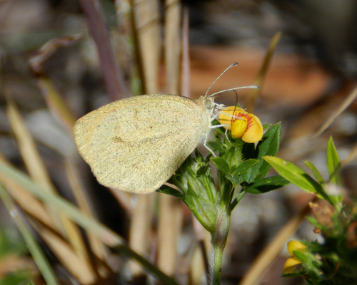 Barred Yellow
