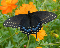Black Swallowtail
